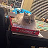 cat, monopoly, board_game, table, indoor, window, christmas_decorations, holiday, game_pieces, box, fluffy_cat, pet, domestic_animal, furniture, blanket, window_blinds, decor, cozy, playing, relaxing