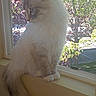Bug joined the competition — help win amazing prizes! cat, fluffy, windowsill, window, indoor, pet, animal, tree, sunlight, nature, daylight, looking, side_view, domestic_cat, feline, tail, quiet, resting, curious, house