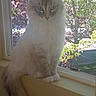 Bug is registered to the contest to win money with this photo: cat, fluffy, blue_eyes, windowsill, sunlight, indoor, animal, pet, feline, tail, nature, tree, window, daylight, curious, domestic, mammal, sitting, looking, house