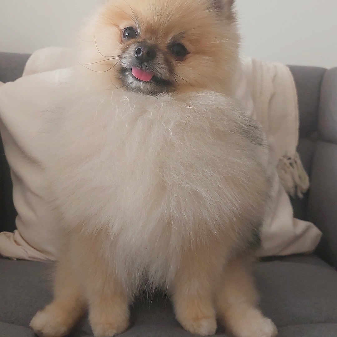 Chewie participe au concours pour gagner de l'argent avec cette photo : dog, pomeranian, fluffy, pet, cute, animal, sitting, tongue_out, couch, indoor, furniture, pillow, blanket, small_dog, fur, adorable, face, eyes, ears, nose