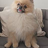dog, pomeranian, fluffy, pet, tongue_out, couch, indoor, cute, small_dog, fur, animal, domestic_animal, sitting, canine, face, ears, whiskers, friendly, companion, household