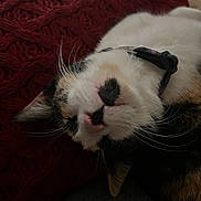 Harley Quinn is registered to the contest to win money with this photo: animal, blanket, calico, cat, close_up, collar, cozy, cute, domestic_animal, feline, fur, indoor, nose, pet, red, relaxation, resting, sleeping, soft_texture, whiskers