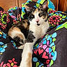 Harley Quinn joined the competition — help win amazing prizes! animal, bed, blanket, calico, cat, colorful, cute, feline, fur, green_eyes, headboard, heart, indoor, pattern, paw, pet, relaxed, stretching, whiskers, wood