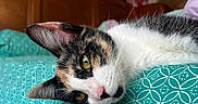 Harley Quinn joined the competition — help win amazing prizes! animal, bedroom, blanket, calico_cat, cat, close_up, cozy, curious, domestic, ear, fur, indoor, lying_down, nose, patterned_blanket, pet, relaxed, whiskers, wooden_furniture, yellow_eyes
