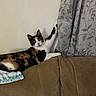 Harley Quinn joined the competition — help win amazing prizes! alert, animal, blanket, calico, cat, couch, curtain, domestic, ears, feline, fur, home, indoor, looking, patterned, paw, pet, playful, relaxed, whiskers