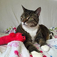 Lancelot joined the competition — help win amazing prizes! animal, blanket, cat, cozy, cute, domestic_cat, ears, feline, floral_pattern, fur, indoor, laying_down, pet, plush_toy, red_toy, relaxed, resting, tabby, whiskers, white_paws