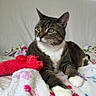 animal, blanket, cat, cozy, cute, domestic_cat, ears, feline, floral_pattern, fur, indoor, laying_down, pet, plush_toy, red_toy, relaxed, resting, tabby, whiskers, white_paws