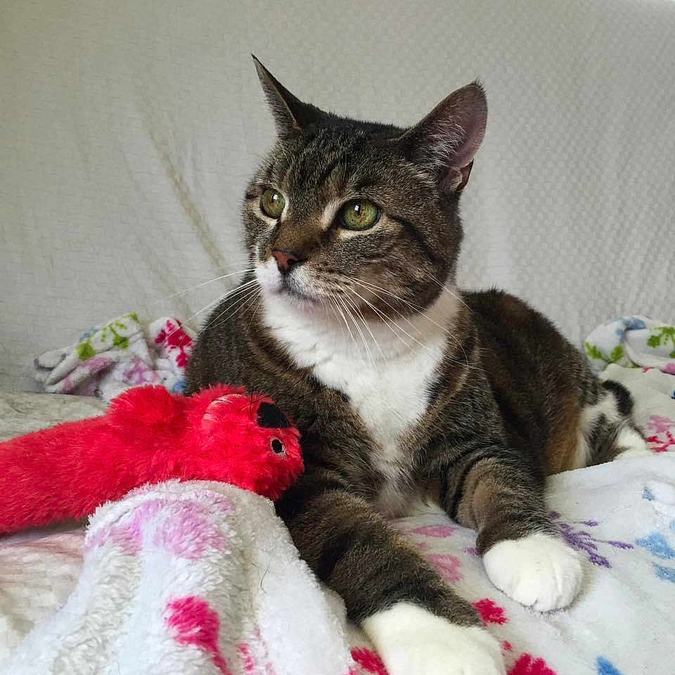 Lancelot joined the competition — help win amazing prizes! animal, blanket, cat, cozy, cute, domestic_cat, ears, feline, floral_pattern, fur, indoor, laying_down, pet, plush_toy, red_toy, relaxed, resting, tabby, whiskers, white_paws