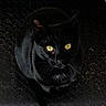 alert, animal, black_cat, cat, close_up, dark_background, domestic_cat, feline, fur, indoor, looking_up, no_human, no_text, pet, portrait, shadow, sitting, texture, whiskers, yellow_eyes
