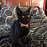 animal, bed, bedroom, black_cat, blanket, bow_tie, cozy, curious, cute, domestic_cat, feline, fur, indoor, patterned_blanket, pet, resting, sitting, sleeping_person, wooden_headboard, yellow_eyes