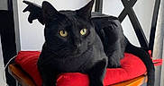 Batman is registered to the contest to win money with this photo: animal, bat_wings, black_cat, cat, chair, costume, costumed_pet, cute, domestic_cat, feline, fur, household, indoor, pet, playful, red_cushion, resting, whiskers, wooden_chair, yellow_eyes