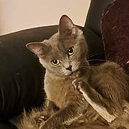 Luna joined the competition — help win amazing prizes! cat, gray_cat, pet, indoor, animal, feline, resting, chair, black_chair, cute, fur, whiskers, paw, yellow_eyes, domestic_cat, looking, curious, relaxed, mammal, closeup
