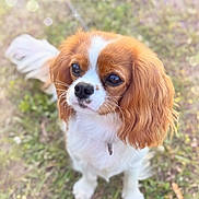 Charlotte Rose is registered to the contest to win money with this photo: animal, bokeh, brown_and_white, canine, cavalier_king_charles_spaniel, closeup, cute, dog, ears, eyes, fur, grass, nature, nose, outdoor, pet, portrait, small_dog, sunlight, whiskers
