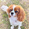 animal, bokeh, brown_and_white, canine, cavalier_king_charles_spaniel, closeup, cute, dog, ears, eyes, fur, grass, nature, nose, outdoor, pet, portrait, small_dog, sunlight, whiskers