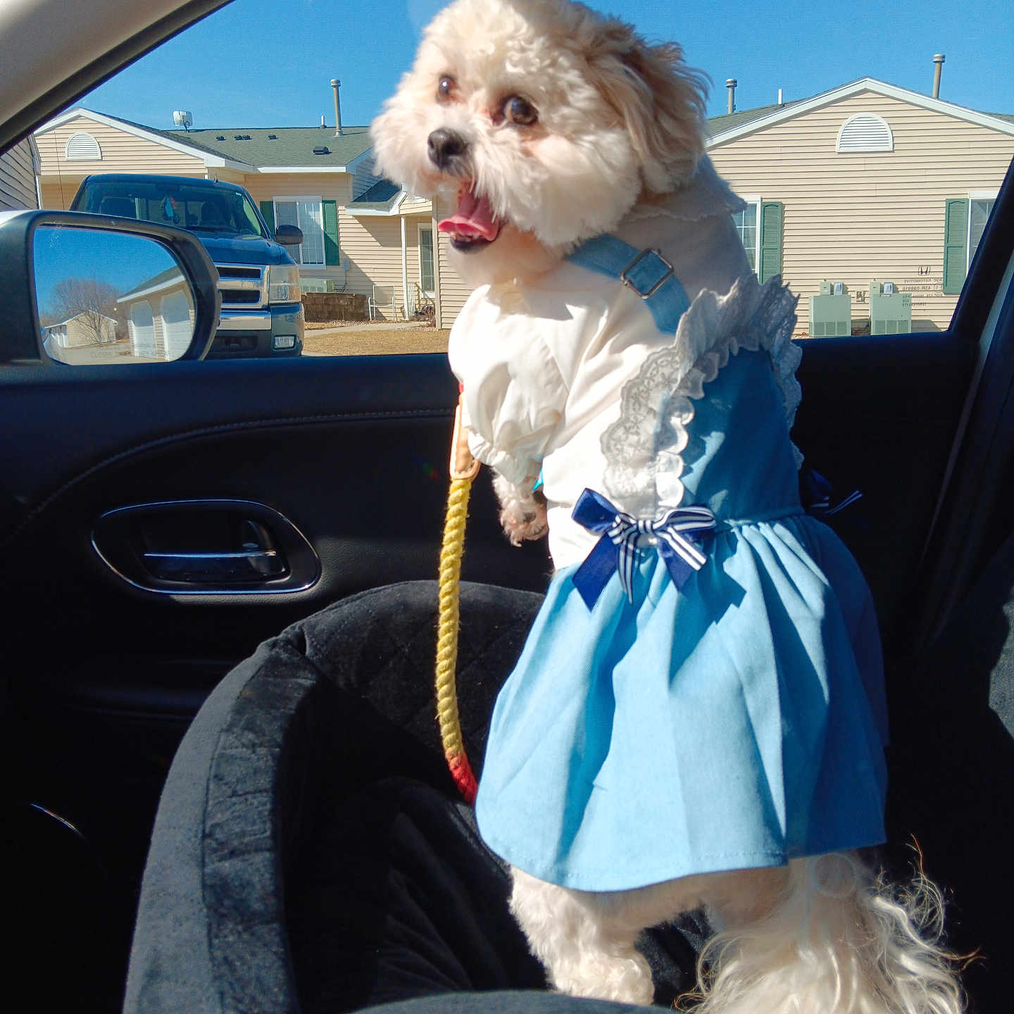 Bella is registered to the contest to win money with this photo: alloywheel, animal, canine, car, carwheel, chair, clothing, dog, dress, furniture, machine, pet, pickuptruck, poodle, spoke, tire, transportation, truck, vehicle, wheel