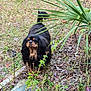 dog, black_dog, long_hair, brown_markings, pet, outdoor, grass, leaves, garden, plant, palm_leaves, backyard, standing, curious, fur, snout, tail, ground, soil, close_up