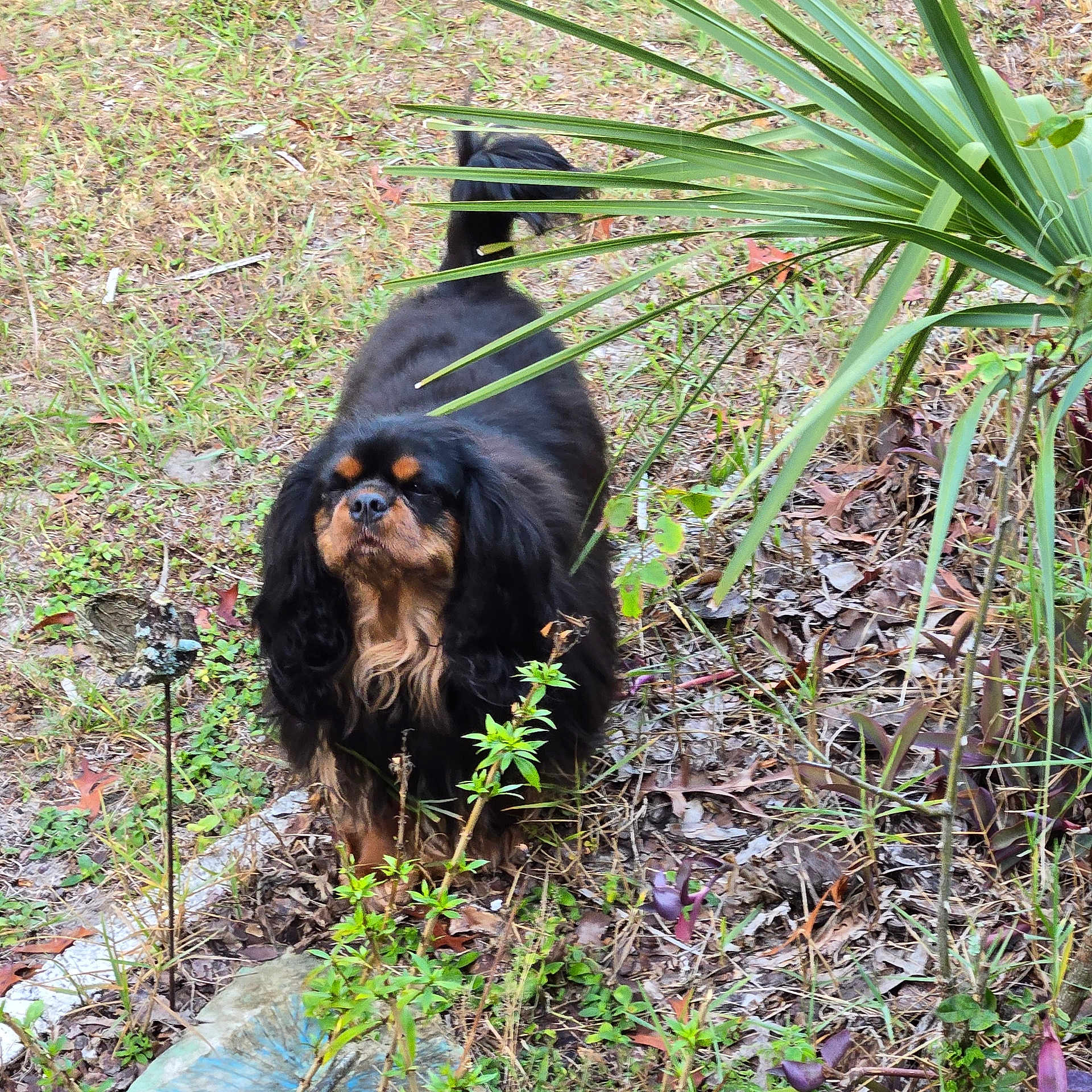 Lucy Pebbles is registered to the contest to win money with this photo: dog, black_dog, long_hair, brown_markings, pet, outdoor, grass, leaves, garden, plant, palm_leaves, backyard, standing, curious, fur, snout, tail, ground, soil, close_up