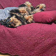 Lucy Pebbles is registered to the contest to win money with this photo: dog, pet, long_hair, couch, pillow, blanket, maroon, paws, upside_down, furry, relaxed, companion, indoor, home, textured, quilt, playful, face, snout, small_breed