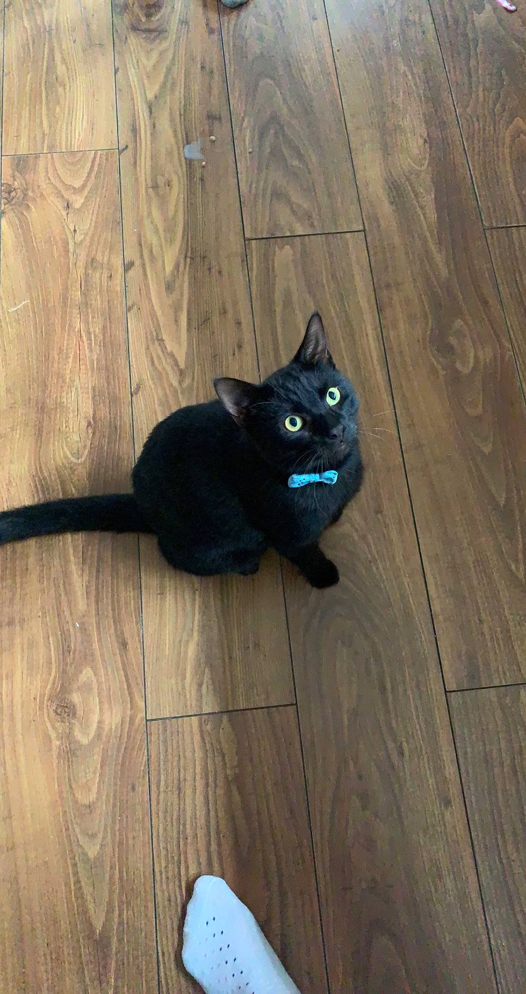 Bagheera