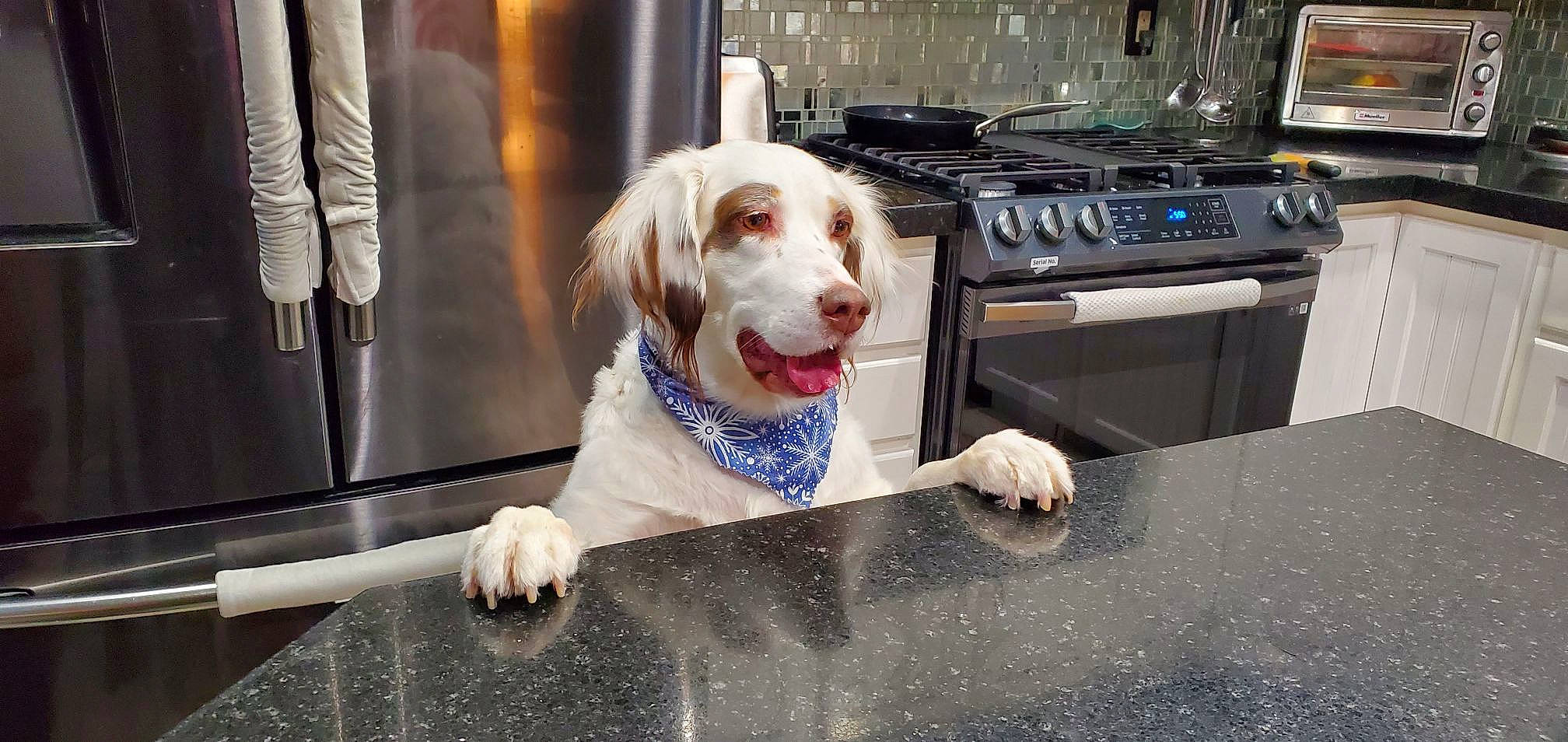 Sweet is registered to the contest to win money with this photo: automotive_exterior, canidae, carnivore, companion_dog, dog, dog_breed, dog_collar, dog_supply, fur, machine, pet_supply, recreation, sidewalk, sitting, smile, snout, sporting_group, working_animal