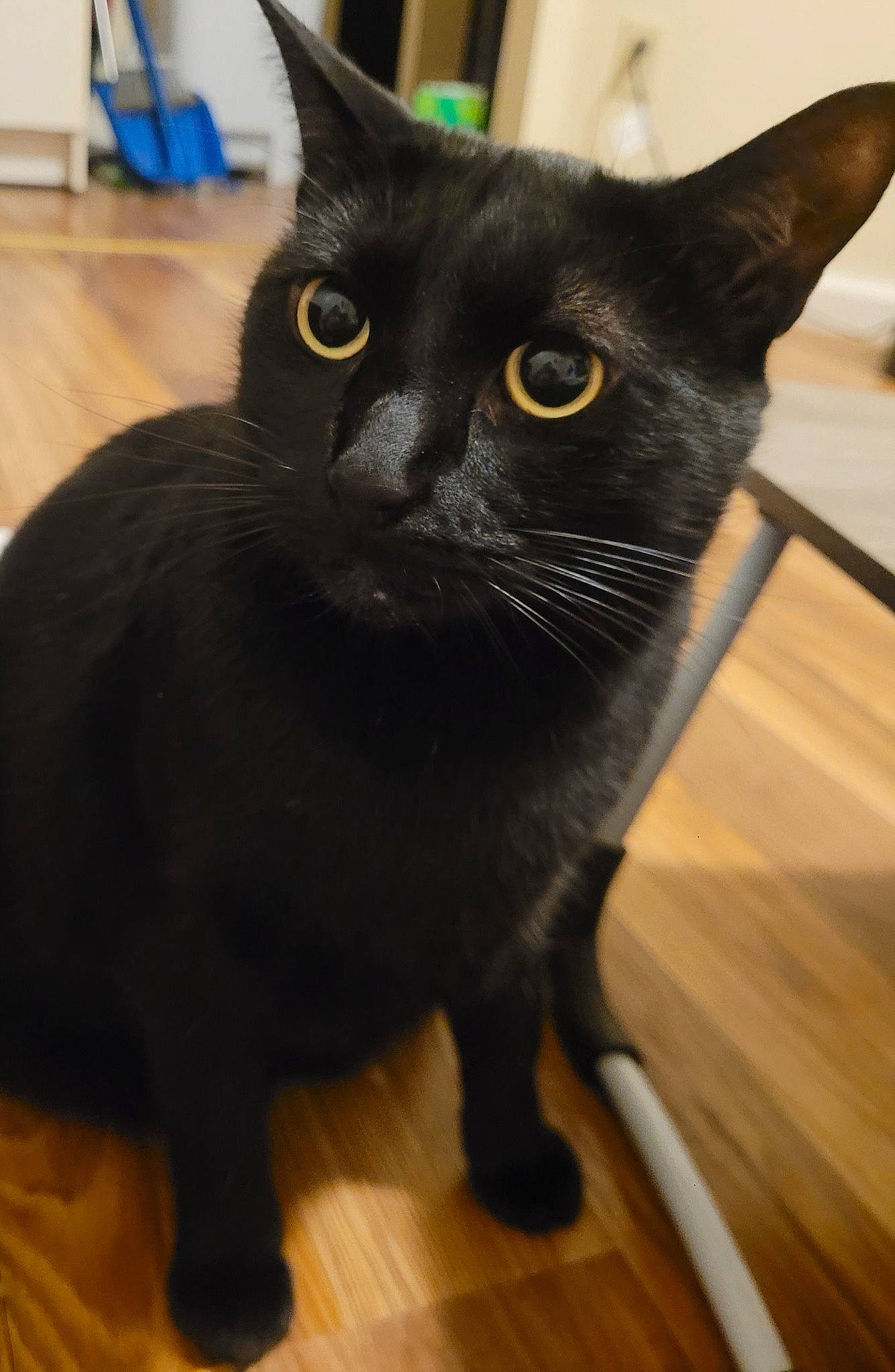 Aslan joined the competition — help win amazing prizes! black_cat, bombay, carnivore, cat, domestic_short_haired_cat, felidae, flooring, fur, hardwood, havana_brown, iris, small_to_medium_sized_cats, snout, tail, terrestrial_animal, varnish, whiskers, wood, wood_flooring