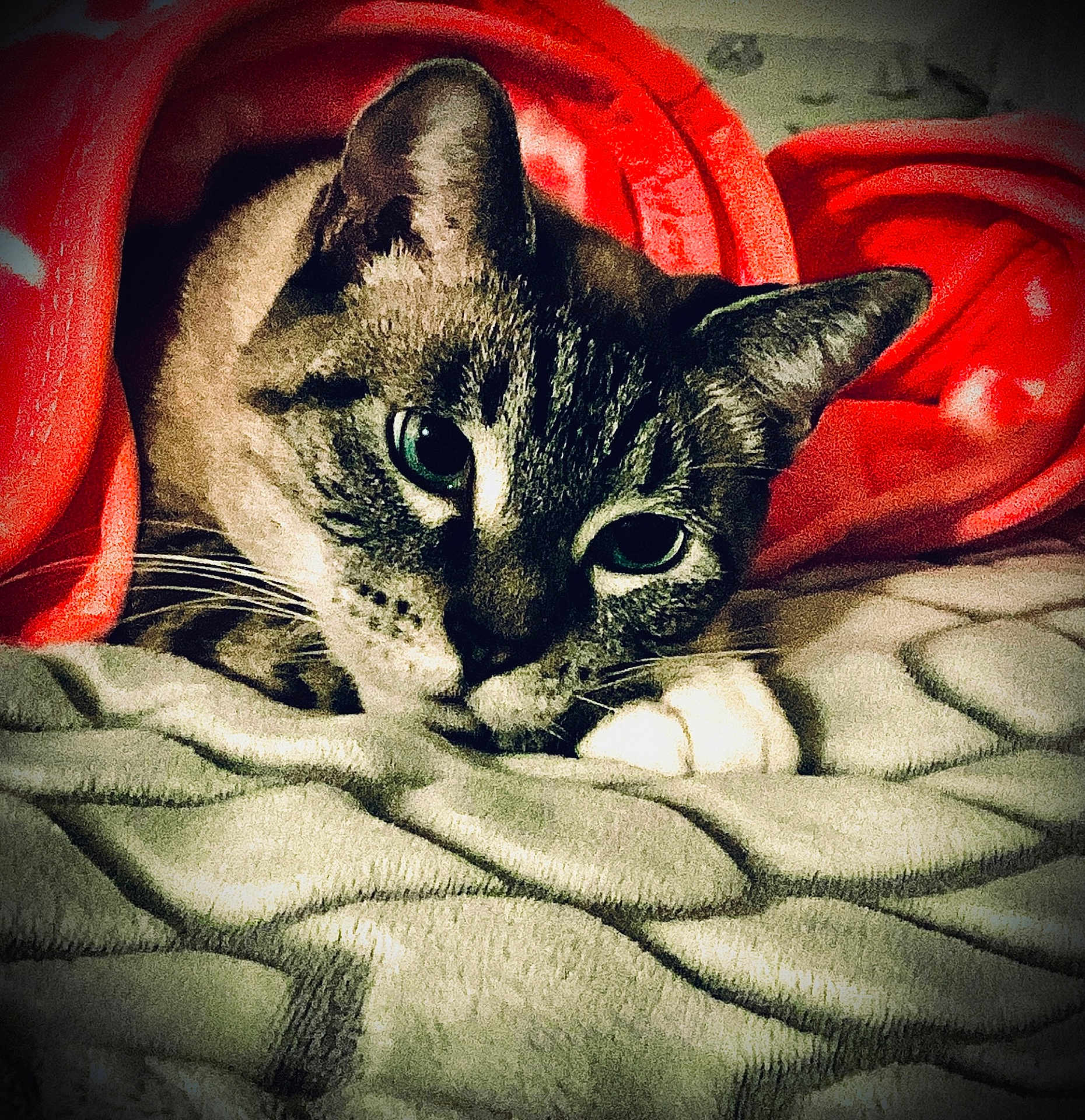 Snow joined the competition — help win amazing prizes! cat, blanket, red, fur, whiskers, paw, resting, cozy, indoor, pet, cute, animal, feline, texture, soft, comfort, relaxing, closeup, sleepy, warm