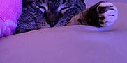 Snow is registered to the contest to win money with this photo: animal, bedroom, blanket, cat, closeup, cozy, cute, fur, indoor, napping, paw, peaceful, pet, purple_light, relaxed, resting, sleeping, soft_lighting, tabby, whiskers