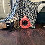 cat, blanket, indoor, floor, wooden_floor, tent, patterned_blanket, striped_tail, pet_toy, pink_tunnel, furniture, door, curious_cat, hiding, cozy, home, animal, play, feline, soft_toy