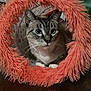 cat, feline, pet, animal, fur, whiskers, ears, eyes, paws, indoor, fuzzy, orange, circular, tunnel, curious, closeup, cute, domestic, resting, playful