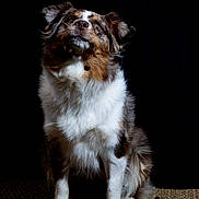 Topaze participe au concours pour gagner de l'argent avec cette photo : alert, animal, australian_shepherd, black_background, brown, canine, carpet, curious, cute, dog, ears, fur, furry, gray, indoor, looking_up, pet, portrait, sitting, white
