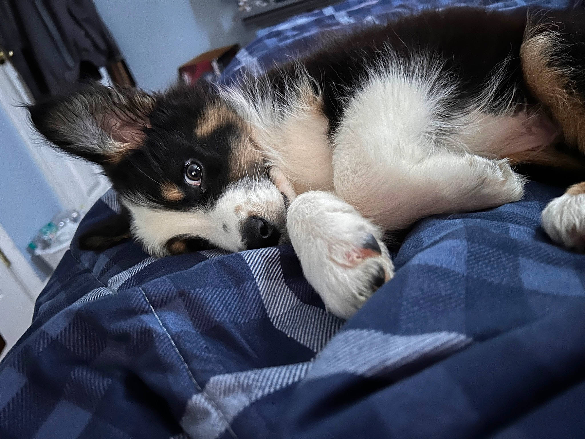 Rocky is registered to the contest to win money with this photo: canidae, carnivore, comfort, companion_dog, dog, dog_breed, felidae, fur, linens, nap, paw, plaid, sleep, small_to_medium_sized_cats, snout, sporting_group, tartan, terrestrial_animal, toy_dog, whiskers