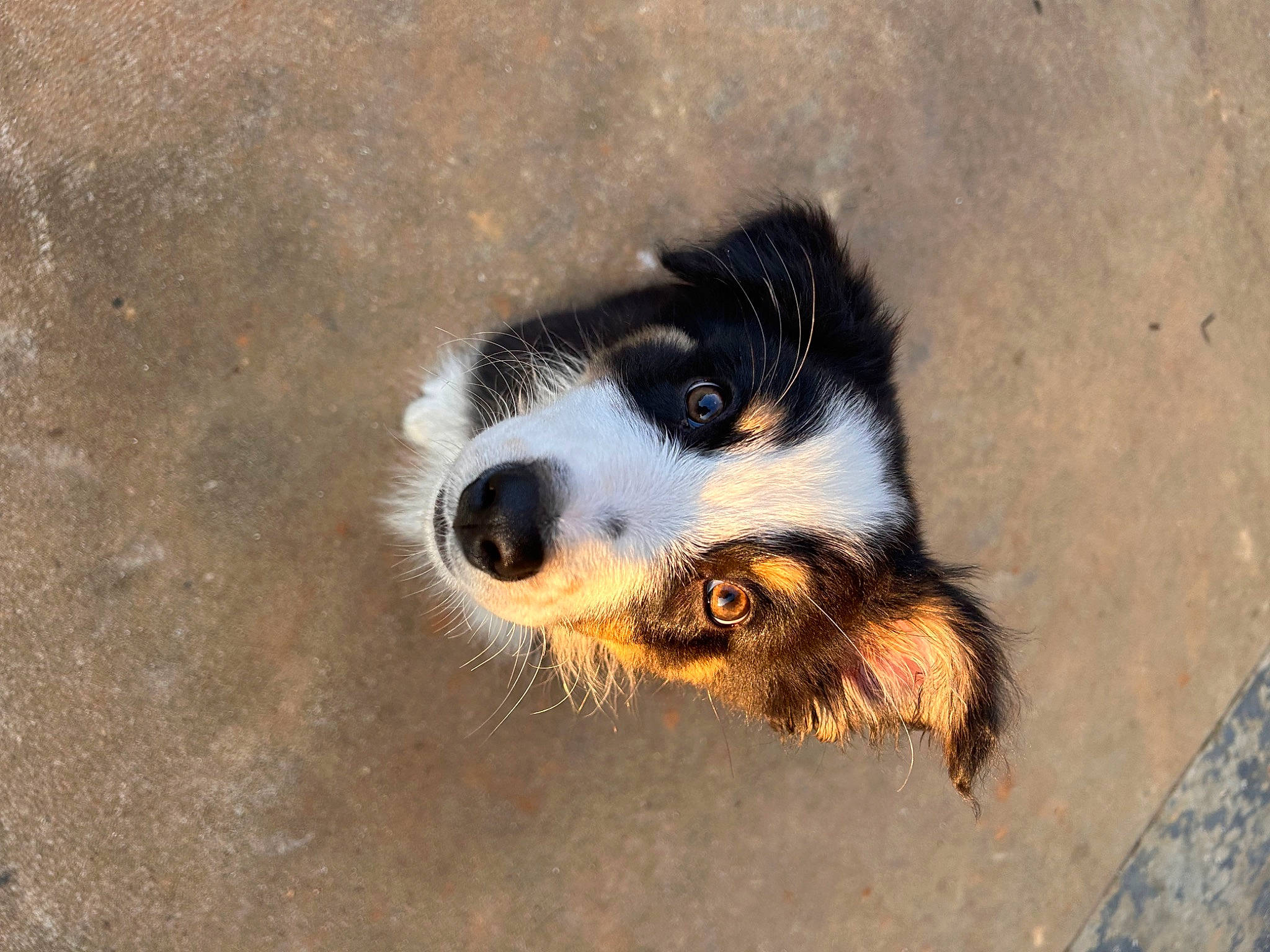 Rocky joined the competition — help win amazing prizes! canidae, carnivore, companion_dog, dog, dog_breed, fur, herding_dog, paw, snout, soil, sporting_group, tail, terrestrial_animal, whiskers, working_dog