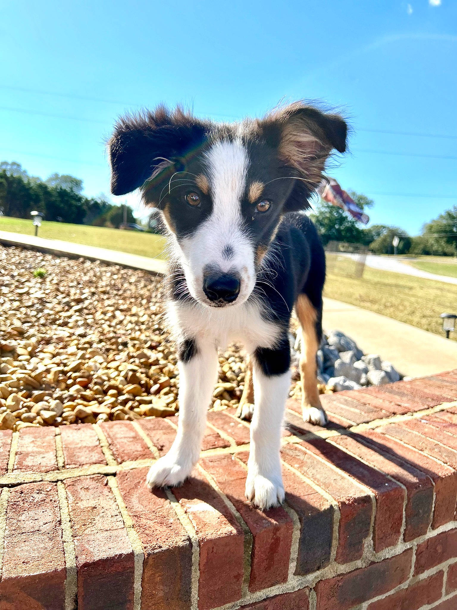 Rocky is registered to the contest to win money with this photo: art, border_collie, brick, brickwork, canidae, carnivore, cloud, companion_dog, dog, dog_breed, landscape, plant, sky, snout, sporting_group, stairs, tail, tree, working_animal, working_dog