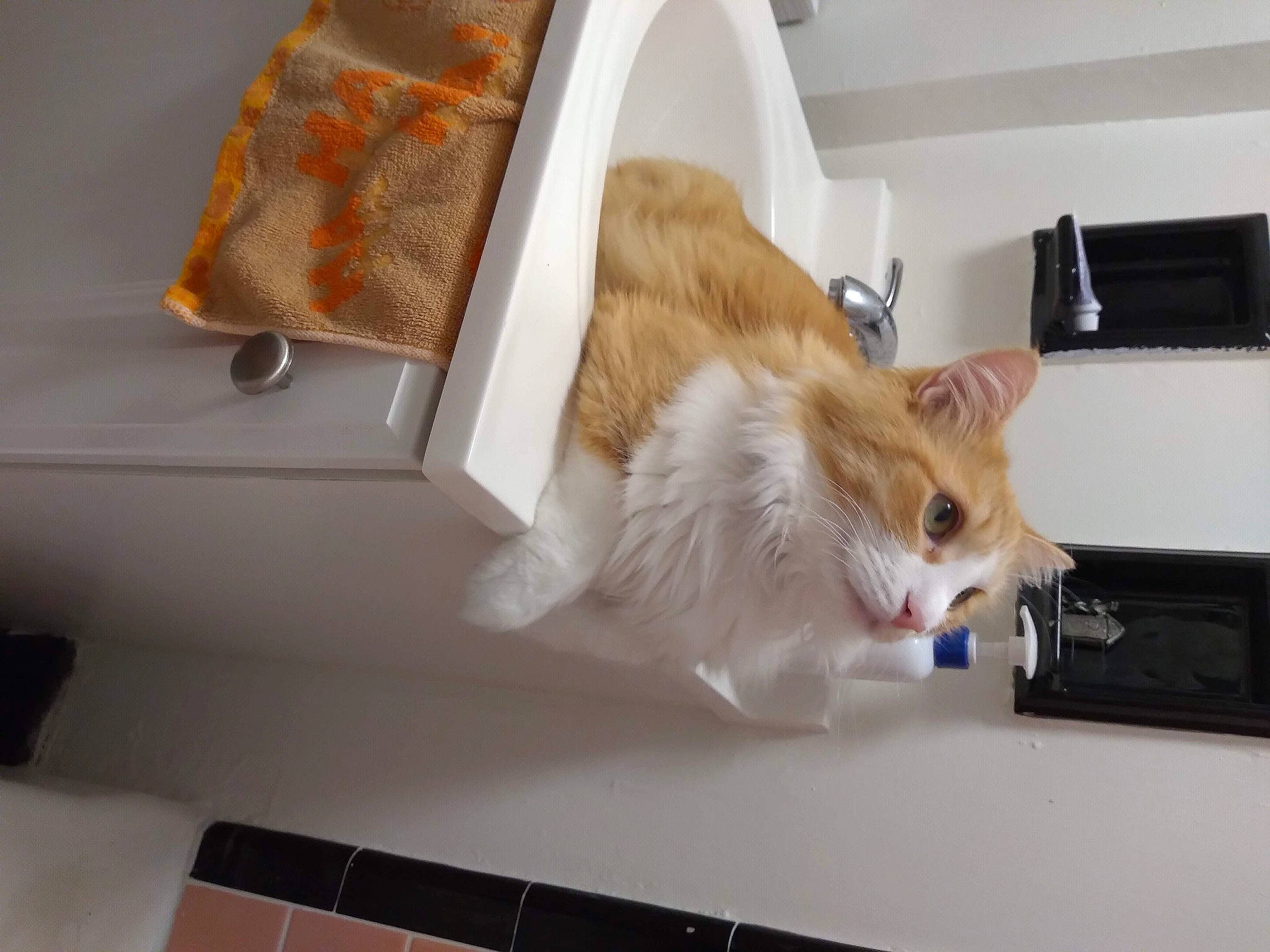 Finny joined the competition — help win amazing prizes! box, cabinetry, carnivore, cat, drawer, fawn, felidae, flooring, fur, hardwood, home_appliance, lamp, rectangle, room, shelf, shelving, small_to_medium_sized_cats, tail, whiskers, wood