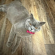Xena joined the competition — help win amazing prizes! cat, gray_cat, pet, animal, feline, indoor, wooden_floor, pink_bow_tie, laying_down, curious_eyes, fur, whiskers, ears, tail, domestic_cat, cute, relaxed, looking_up, flooring, mischievous