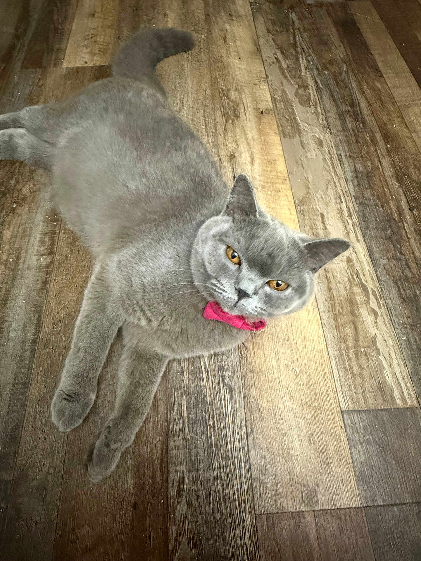 Xena joined the competition — help win amazing prizes! cat, gray_cat, pet, animal, feline, indoor, wooden_floor, pink_bow_tie, laying_down, curious_eyes, fur, whiskers, ears, tail, domestic_cat, cute, relaxed, looking_up, flooring, mischievous
