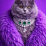 Bella is registered to the contest to win money with this photo: animal, cat, closeup, diamond_necklace, elegant, emerald_gems, fashion, feline, fluffy, fur, glamorous, gray_cat, jewelry, luxury, pet, portrait, purple_background, purple_fur_coat, royalty, studio_photo