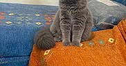 Bella joined the competition — help win amazing prizes! animal, blanket, blue_couch, cat, couch, cozy, curious, floor, fluffy_cat, fur, furniture, gray_cat, home, indoor, looking, orange_blanket, pet, pillow, sitting, wall
