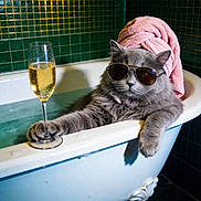 Bella is registered to the contest to win money with this photo: bathroom, bathtub, cat, champagne, clawfoot_tub, domestic_animal, feline, funny, glass, gray_cat, green_tiles, indoor, luxury, pet, relaxation, spa, sunglasses, towel, towel_wrap, water