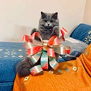 Bella joined the competition — help win amazing prizes! animal, blue_couch, bow, cat, couch, cozy, curious, cute, decor, domestic_animal, feline, fur, gray_cat, indoor, living_room, orange_blanket, pet, playful, ribbon, sitting