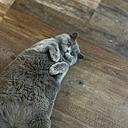 Luna is registered to the contest to win money with this photo: animal, cat, close_up, cute, domestic_cat, eyes, feline, fluffy, fur, gray_cat, house_pet, indoor, looking_at_camera, lying_down, paw, pet, relaxed, tail, whiskers, wooden_floor