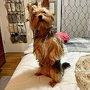 Ms. Tinkers joined the competition — help win amazing prizes! dog, yorkshire_terrier, bed, blanket, curtain, door, shoe_organizer, clock, fur, pet, indoor, wood_floor, cozy, animal, small_dog, home, furniture, curious, sitting, portrait