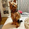 dog, yorkshire_terrier, bed, blanket, curtain, door, shoe_organizer, clock, fur, pet, indoor, wood_floor, cozy, animal, small_dog, home, furniture, curious, sitting, portrait