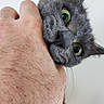 Turbine a rejoint le concours — aidez-le/la à gagner de superbes lots ! animal, cat, close_up, curious, desk, ears, feline, fur, gray_cat, green_eyes, human_arm, indoors, pet, playful, portrait, stationery, vertical_photo, whiskers, wide_eyed, yellow_container