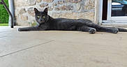 Turbine a rejoint le concours — aidez-le/la à gagner de superbes lots ! animal, black_cat, cat, charcoal_fur, doorway, ears, feline, green_eyes, long_body, lying_down, natural_light, outdoor, patio, paws, pet, portrait, relaxed, stone_wall, tile_floor, whiskers