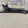 animal, black_cat, cat, charcoal_fur, doorway, ears, feline, green_eyes, long_body, lying_down, natural_light, outdoor, patio, paws, pet, portrait, relaxed, stone_wall, tile_floor, whiskers