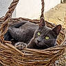 Turbine participe au concours pour gagner de l'argent avec cette photo : alert, animal, basket, black_cat, cat, ears, feline, gravel, gray_fur, green_eyes, lying_down, outdoor, paws, pet, portrait, relaxed, rustic, wall, whiskers, wicker