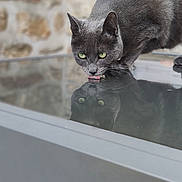 Turbine a rejoint le concours — aidez-le/la à gagner de superbes lots ! animal, cat, close_up, cozy, crouching, ears, feline, glass_table, gray_cat, green_eyes, home, indoor, looking_down, pet, photography, portrait, reflection, stone_wall, whiskers, window