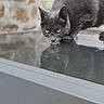 animal, cat, close_up, cozy, crouching, ears, feline, glass_table, gray_cat, green_eyes, home, indoor, looking_down, pet, photography, portrait, reflection, stone_wall, whiskers, window
