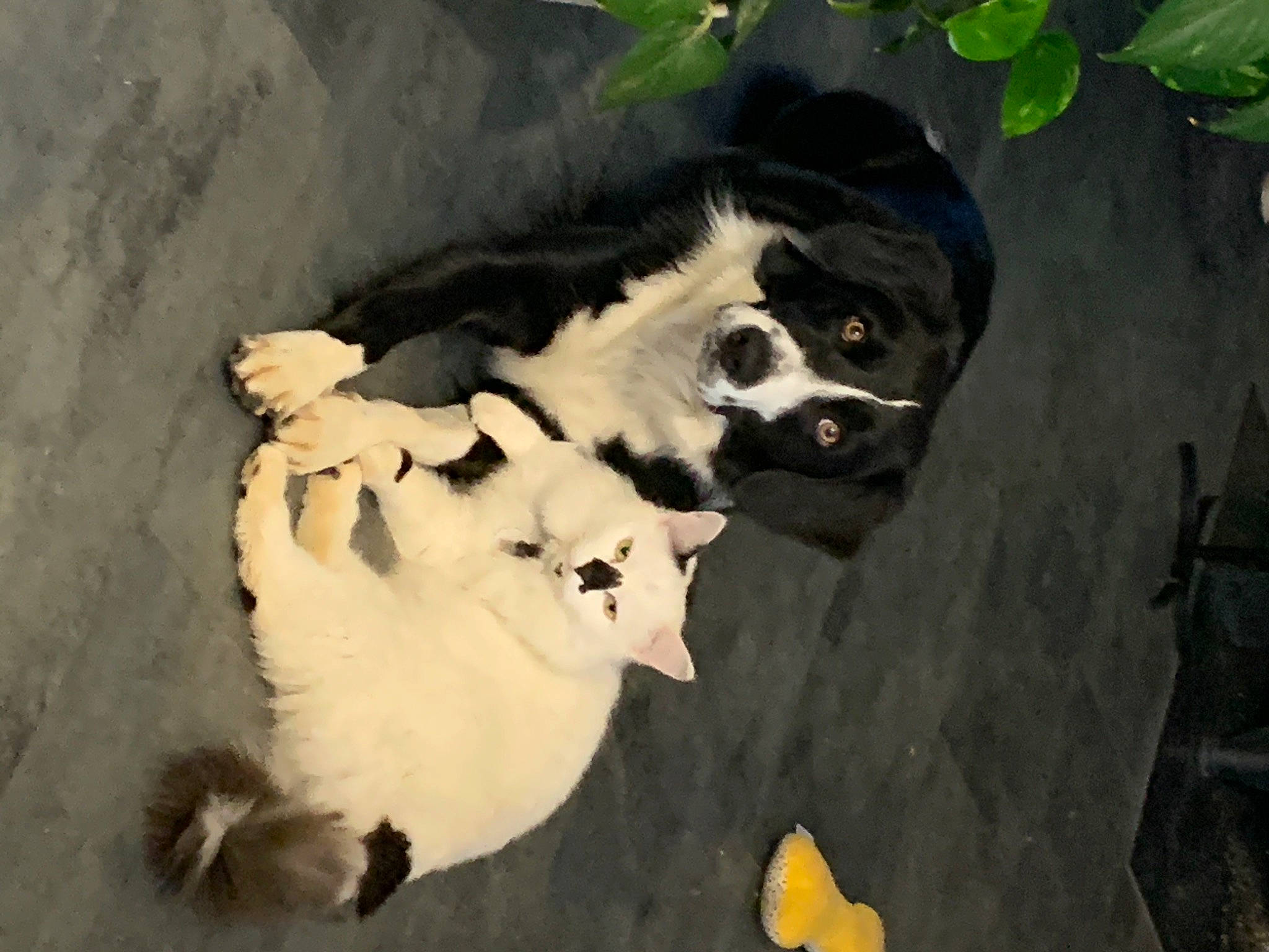 Bounty a rejoint le concours — aidez-le/la à gagner de superbes lots ! art, bone, canidae, carnivore, companion_dog, dog, dog_breed, fang, felidae, fur, non_sporting_group, paw, shadow, sporting_group, tail, terrestrial_animal, whiskers, wildlife